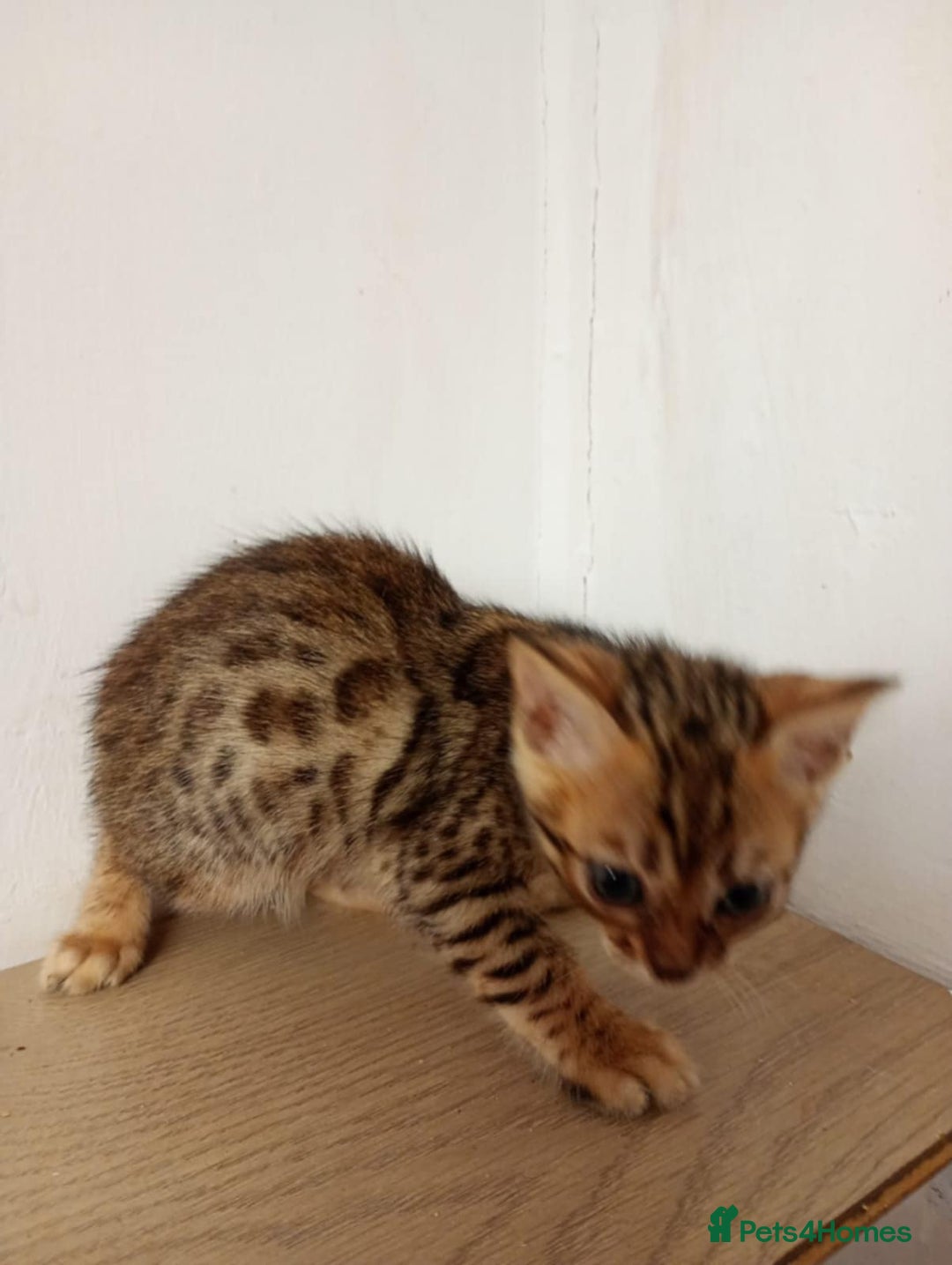 Bengal cats for sale: 6 beautiful bengal kittens ready soon  - Image 10