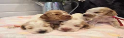 Cocker Spaniel dogs for sale: SHOW TYPE health tested KC cocker spaniels  - Advert 12