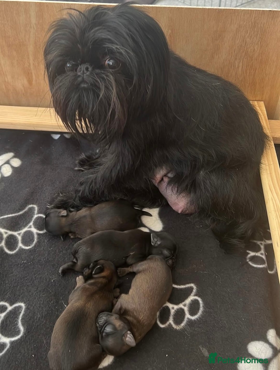 Griffon Bruxellois dogs for sale: Griffon Bruxellois Puppies - Image 1