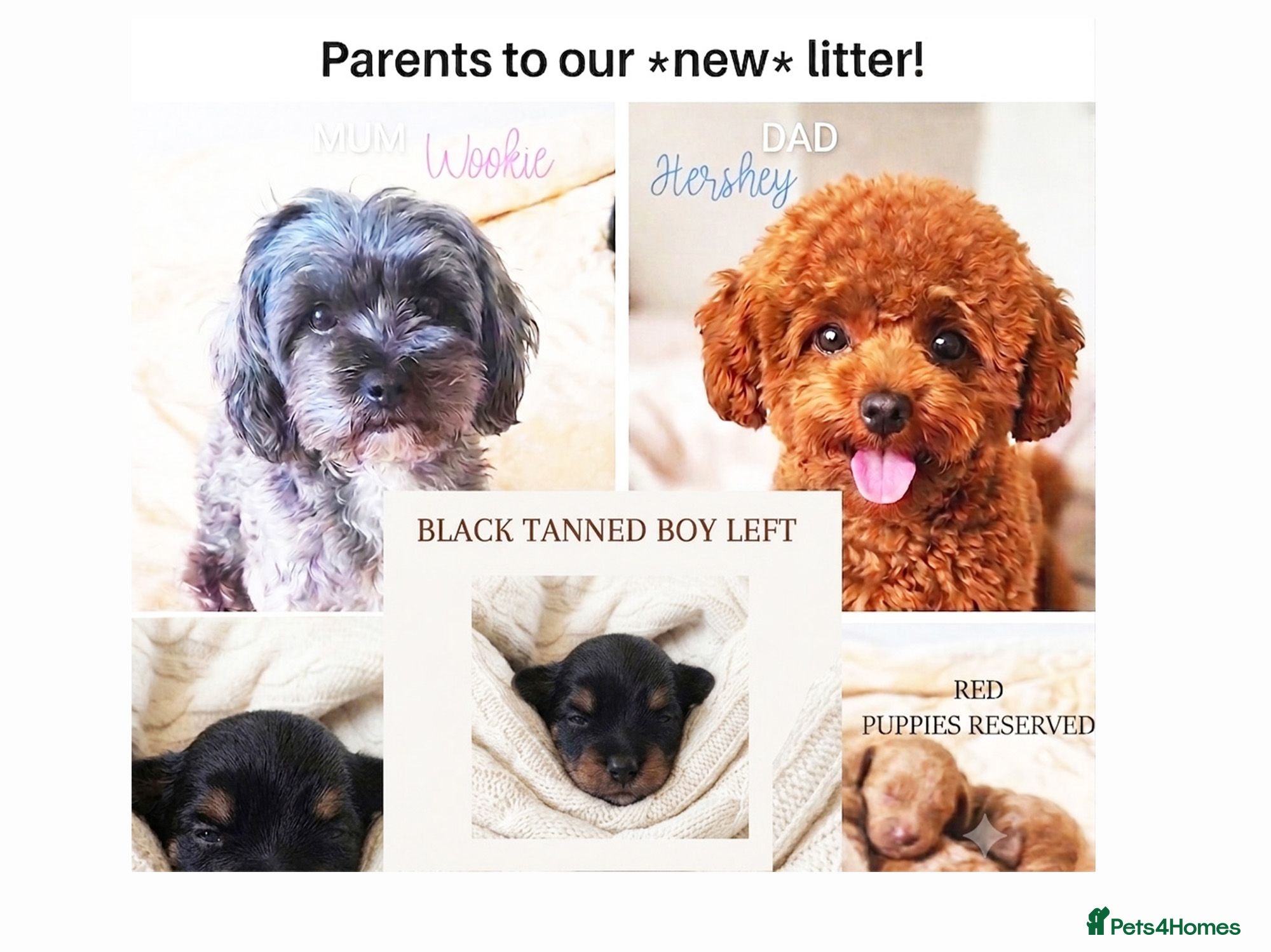 Maltipoo dogs Quality F1B Genuine Toy Asian Maltipoo Puppies - Advert 1