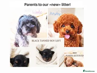 Maltipoo dogs Quality F1B Genuine Toy Asian Maltipoo Puppies - Advert 1
