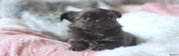Chihuahua dogs for sale: OUTSTANDING QUALITY KC REG CHIHUAHUA PUPPIES 🐶🤎 - Advert 5