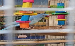 Parrots birds for sale: Stunning Birds/Parakeets/Parrots available  - Image 7
