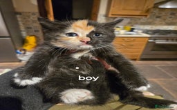 British Shorthair cats for sale: Beautifully marked kittens.  - Image 4
