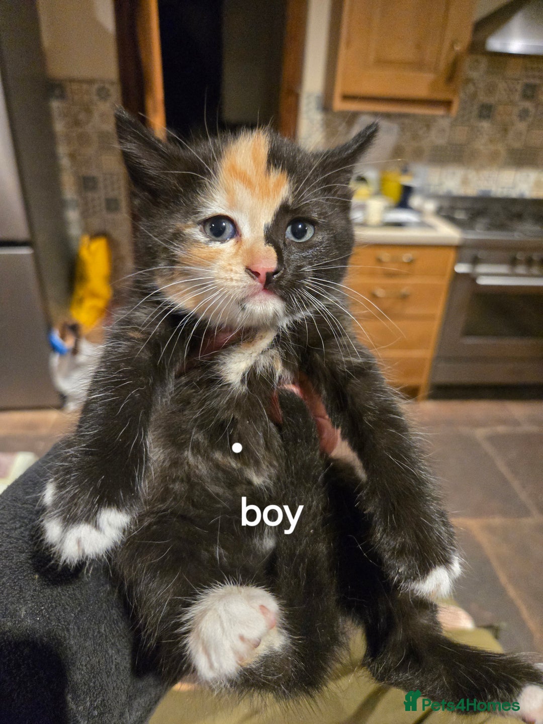 British Shorthair cats for sale: Beautifully marked kittens.  - Image 4