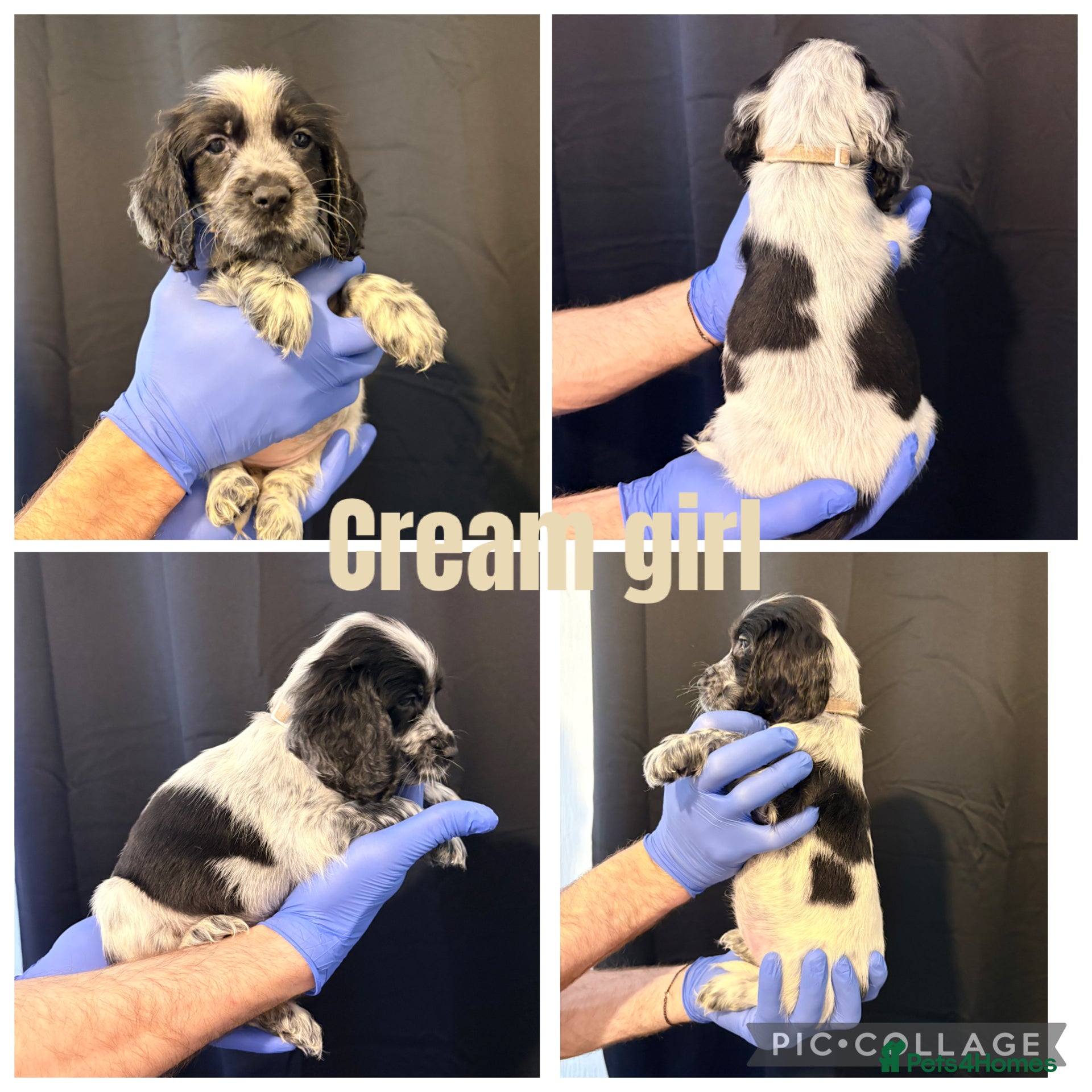 Cocker Spaniel dogs 4 beautiful girls left - Advert 5
