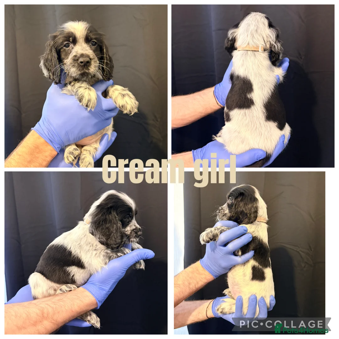 Cocker Spaniel dogs for sale: 4 beautiful girls left - Advert 1