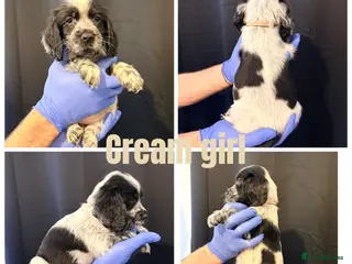 Cocker Spaniel dogs 4 beautiful girls left - Advert 1