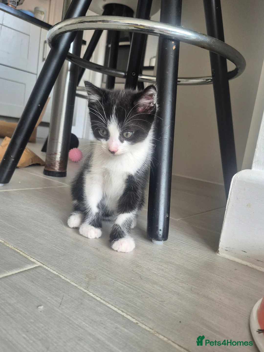 Mixed Breed cats for sale: Male kittens in Northampton - Advert 2