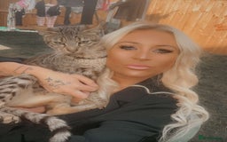 Savannah cats for sale: Full savannah girl  - Image 1