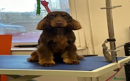 Cockapoo dogs for sale: ENGLISH SHOW F1 COCKAPOO BOY - Image 12