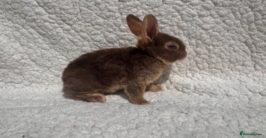 Rex rabbits - Advert 13