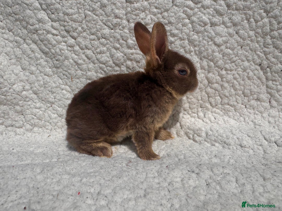 Rex rabbits for sale: stunning baby girl mini rex  - Image 3