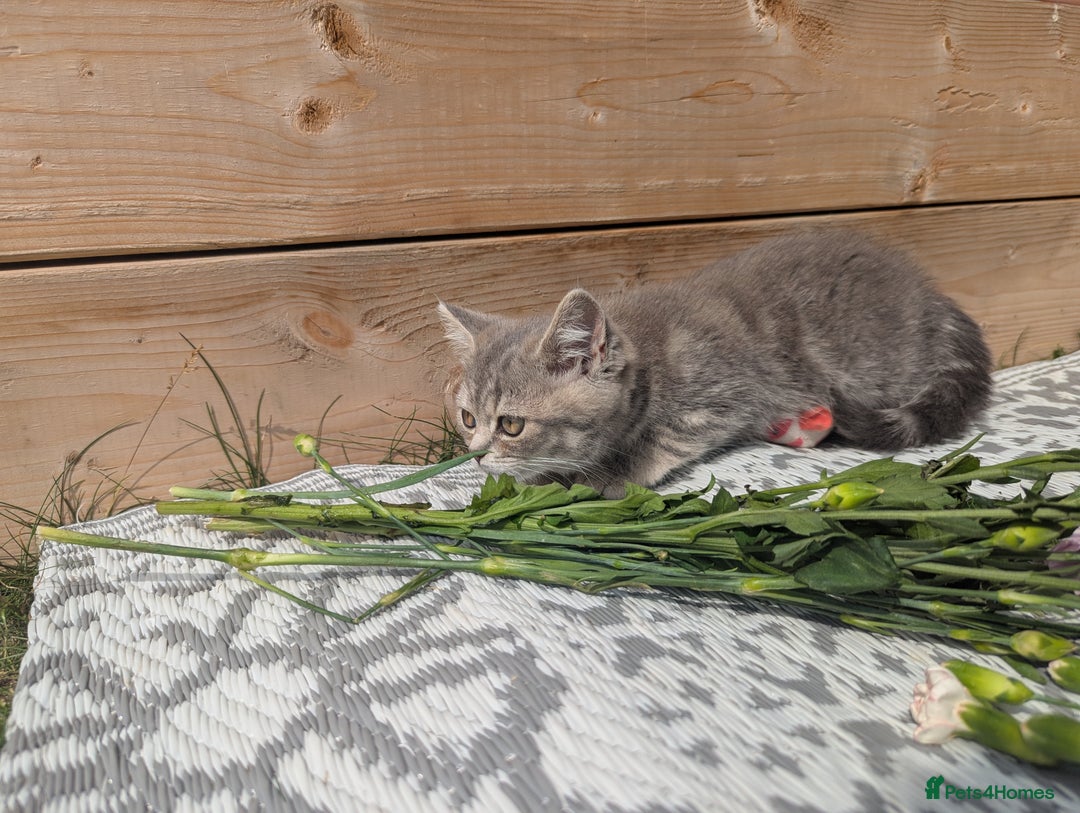 British Shorthair cats for sale: GORGEOUS BRITISH SHORTHAIR KITTENS – BLUE-SPOTTED - Image 10