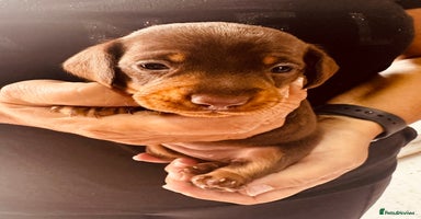 Miniature Dachshund dogs - Advert 6