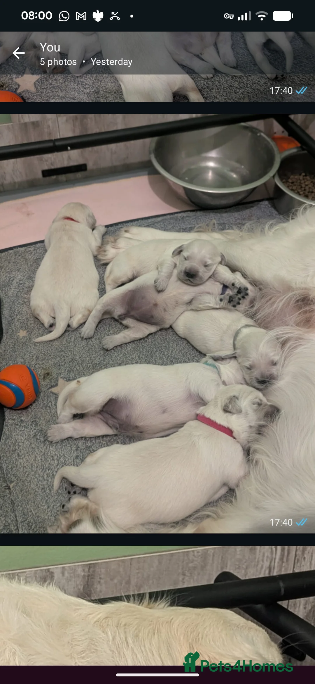 Golden Retriever dogs for sale: 🐾6  Golden Retriever Puppies! 🐾 - Advert 16