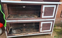 Havana rabbits for sale: Small Bunny with hutch. - Image 3