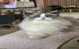 Ragdoll cats for sale: Ragdoll adult  Tica  - Image 20