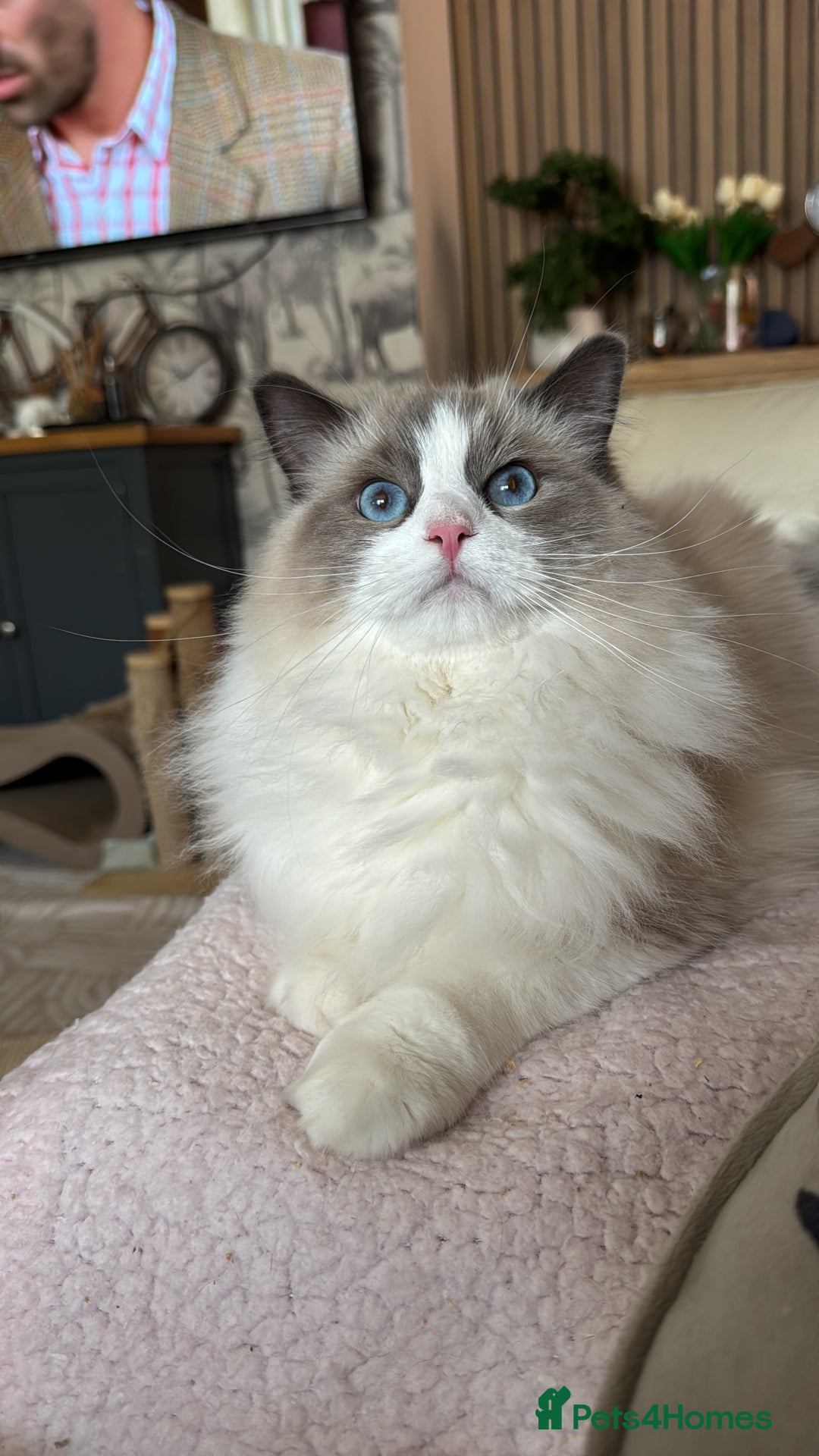Ragdoll cats for sale: Ragdoll adult  Tica  - Image 20