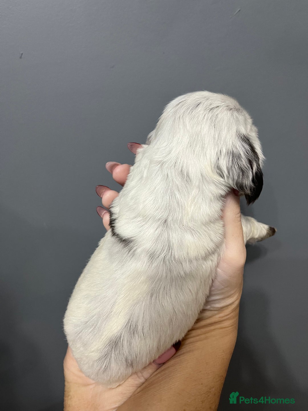 Cocker Spaniel dogs for sale: KC REG SHOW COCKER SPANIEL PUPS - Advert 15