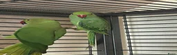 Ringnecks birds for sale: Indian ringnecks for sale  - Advert 7