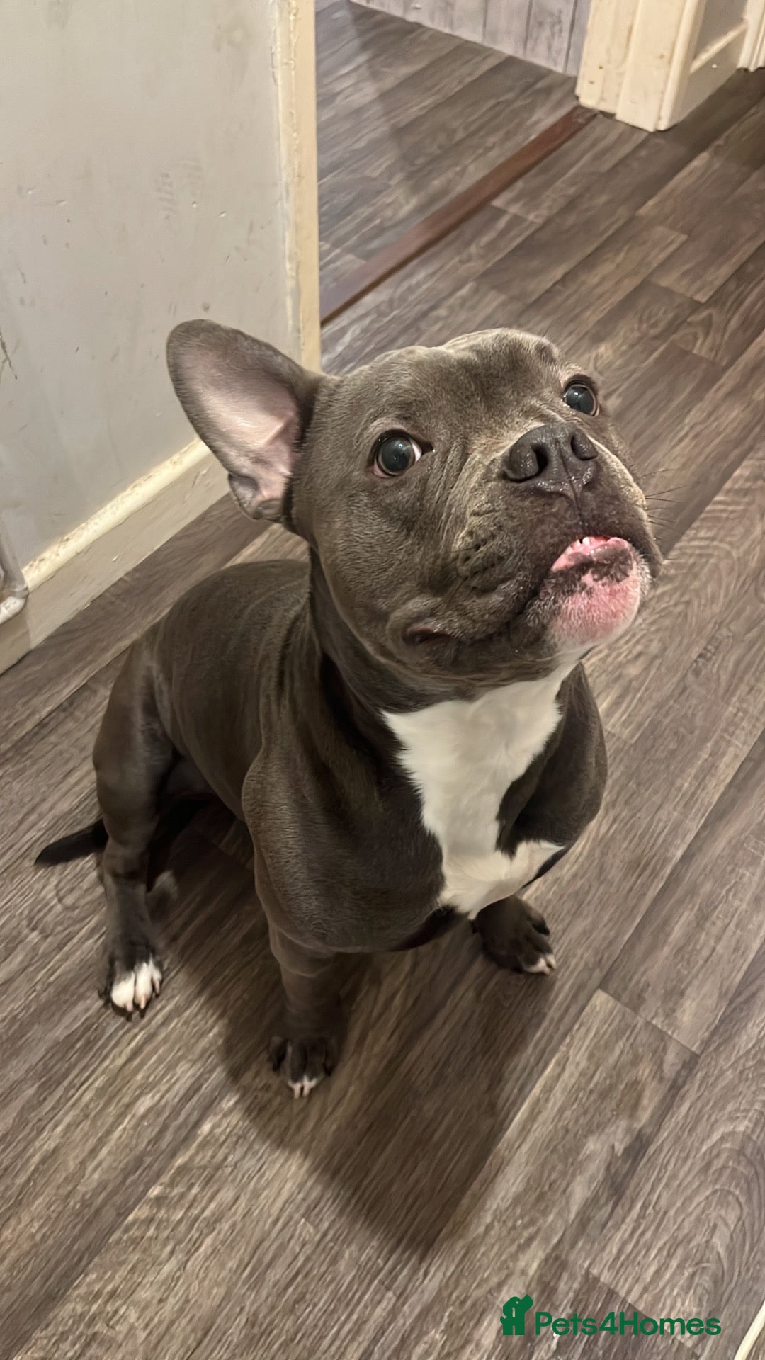 Mixed Breed dogs for sale: Mix breed dog - Advert 3