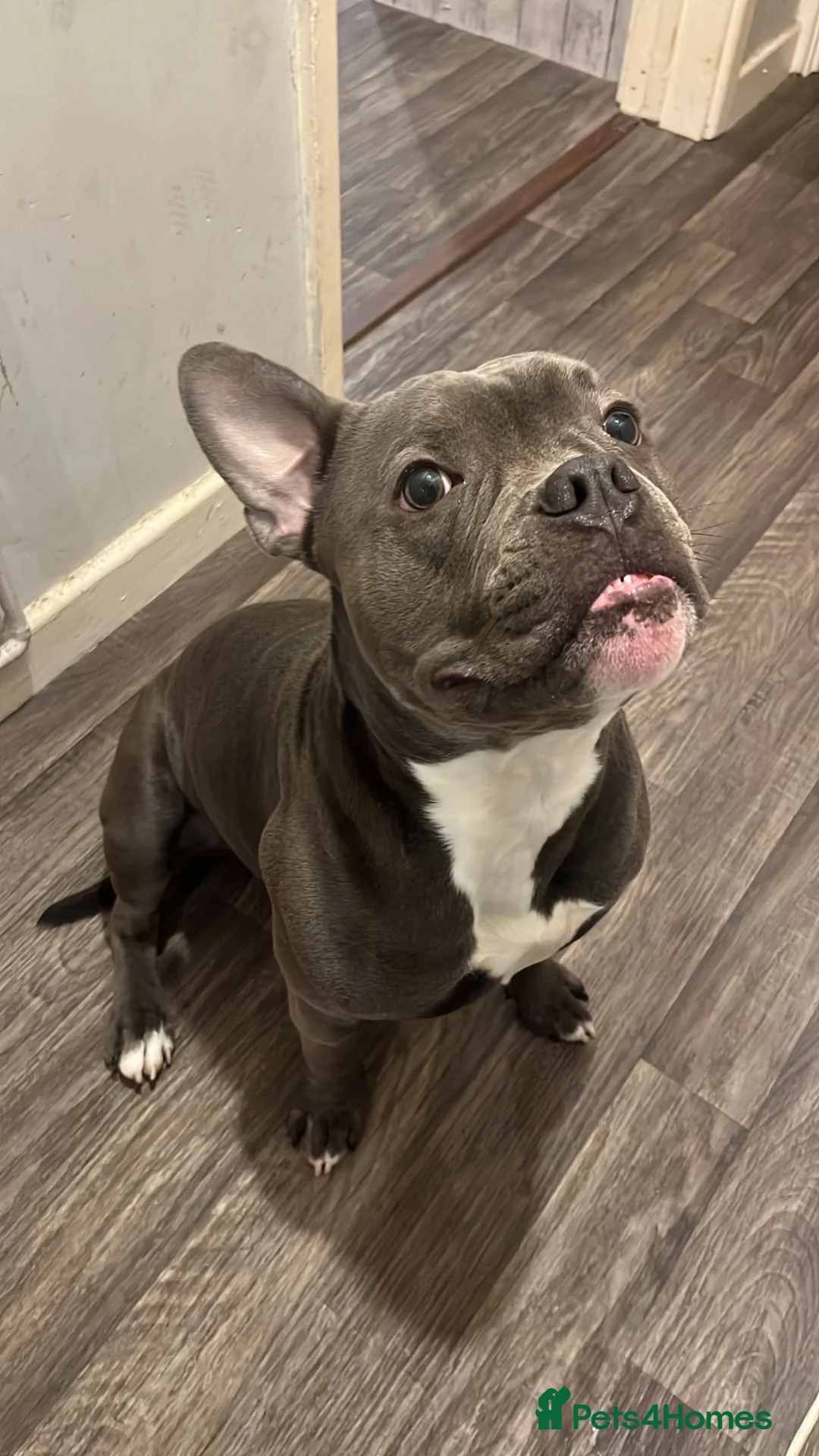 Mixed Breed dogs for sale: Mix breed dog in Bridgend - Advert 1