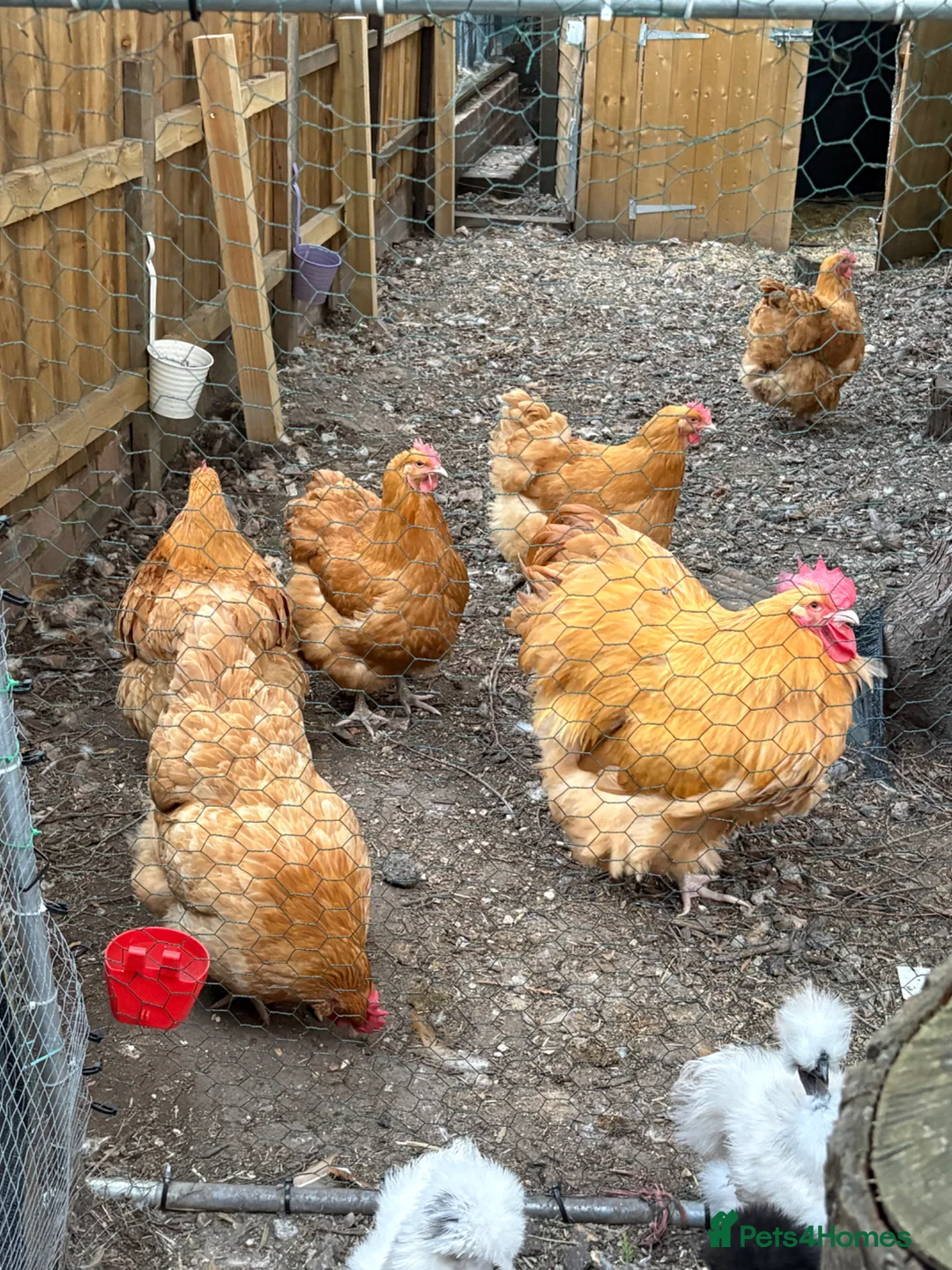 Chickens poultry for sale: Buff orpington day old chicks from quality birds  - Advert 2