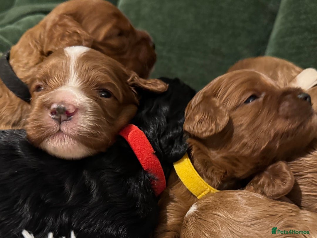 Cavapoo dogs for sale: Cavapoo puppies fully health tested parents - Image 21