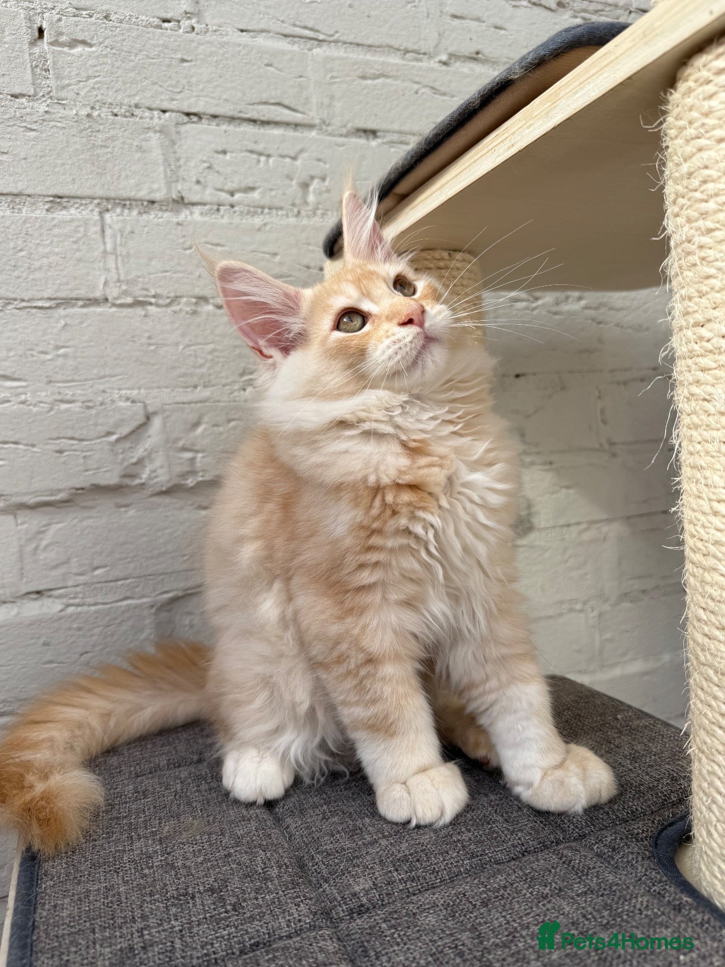 Maine Coon cats Champion TICA Pedigree Maine Coons kittens  - Advert 2