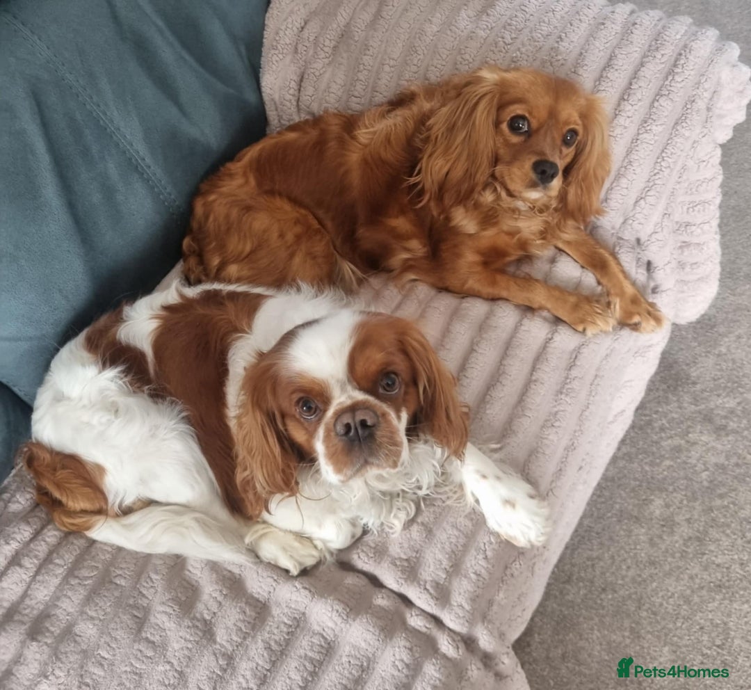 Cavalier King Charles Spaniel dogs for sale: Cavalier king charles puppies  - Advert 2