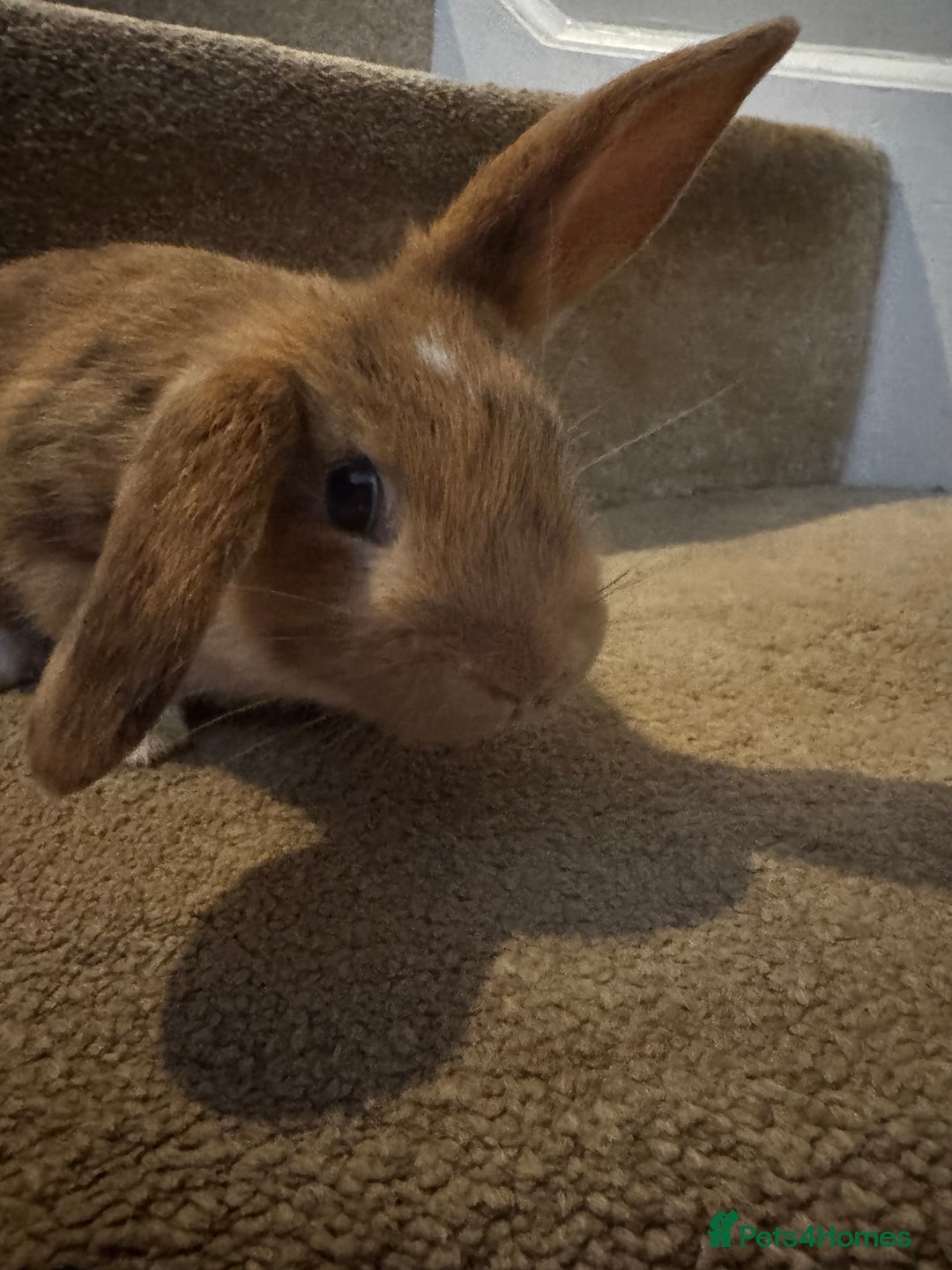 Mini Lop rabbits for sale: 2 mini lop girls available  - Image 3