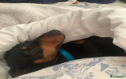 Dachshund dogs for sale: Black and Tan mini dauchound  - Image 3