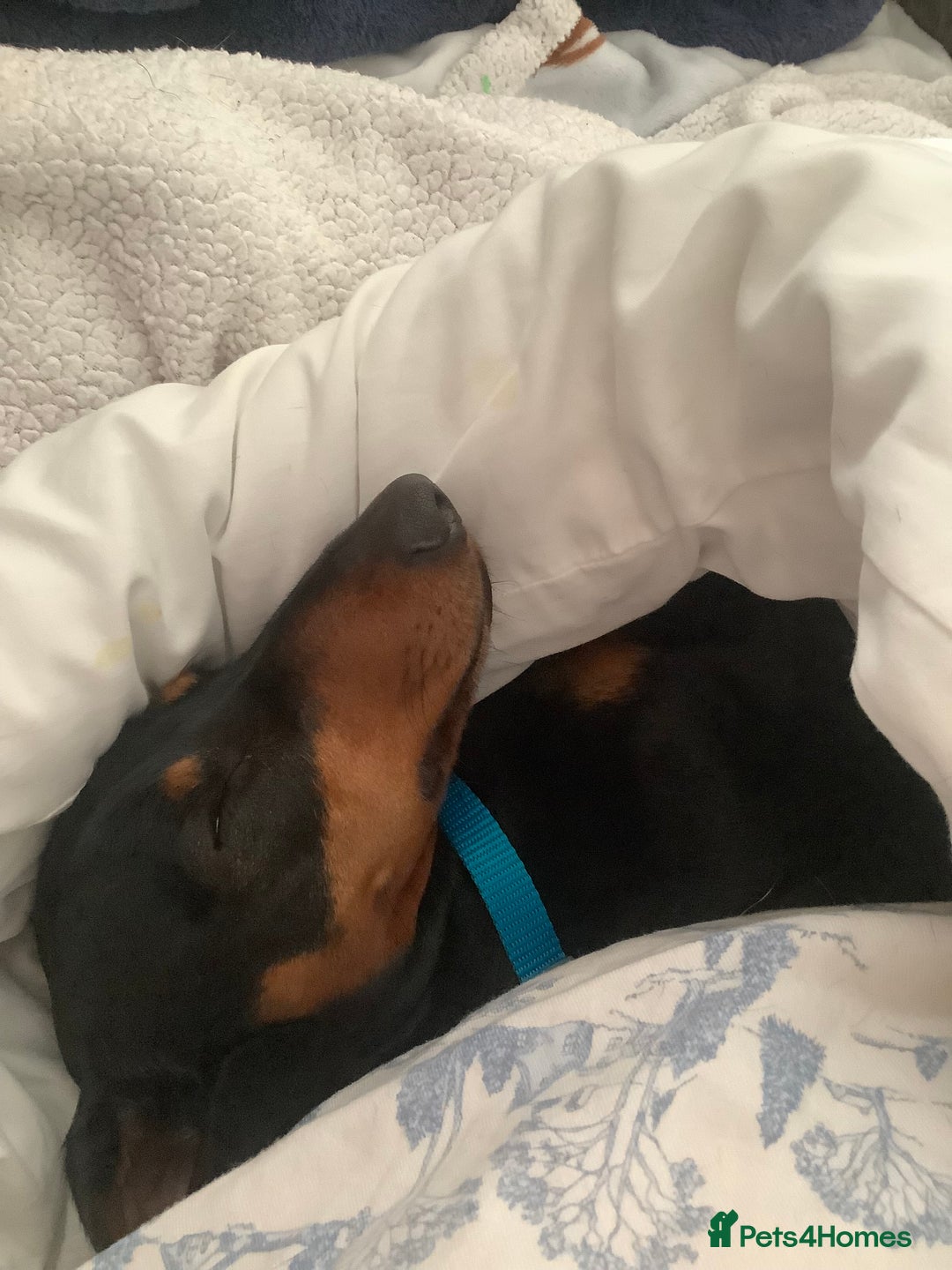 Dachshund dogs for sale: Black and Tan mini dauchound  - Image 3