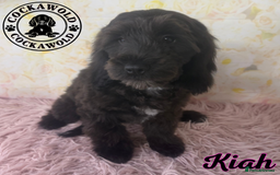 Cockapoo dogs for sale:  Exceptional Quality F1 Black Cockapoo Puppies  - Image 7