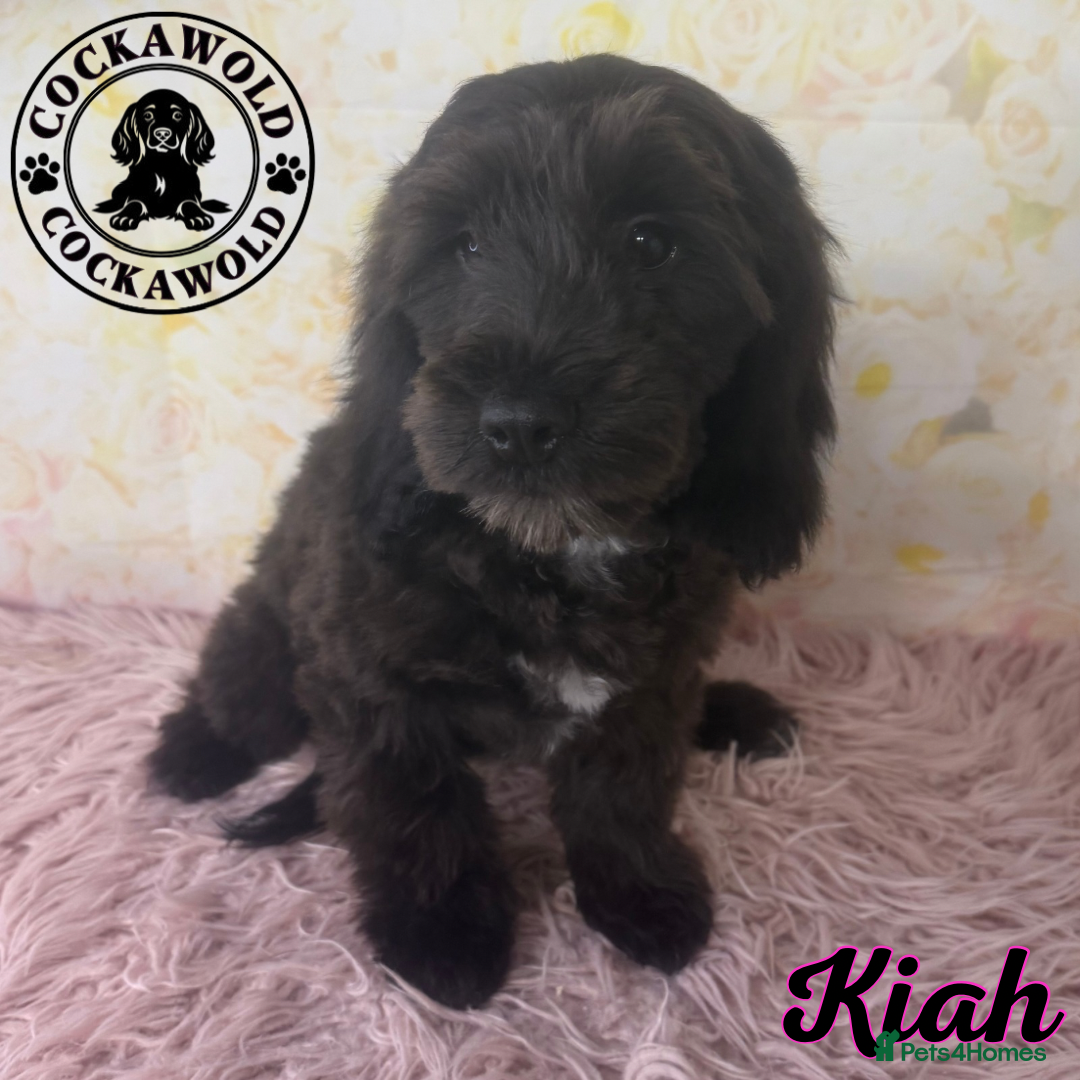 Cockapoo dogs for sale:  Exceptional Quality F1 Black Cockapoo Puppies  - Image 7