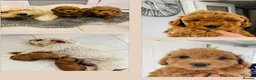Cavapoochon dogs for sale: 2 beautiful girl cavapoochon puppies  - Advert 3