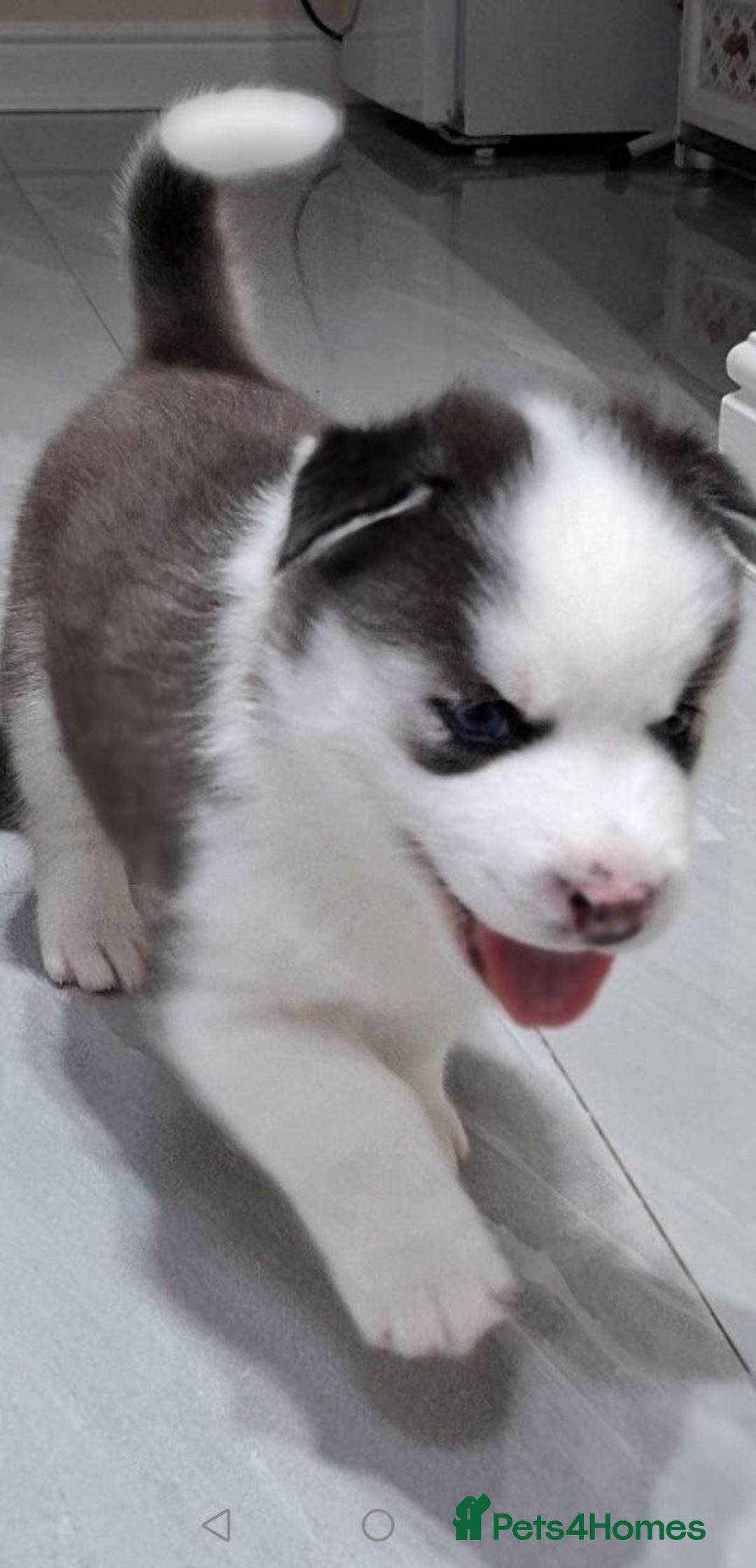 Siberian Husky dogs for sale: Siberian Huskies 1 Male 4 Female - Advert 18
