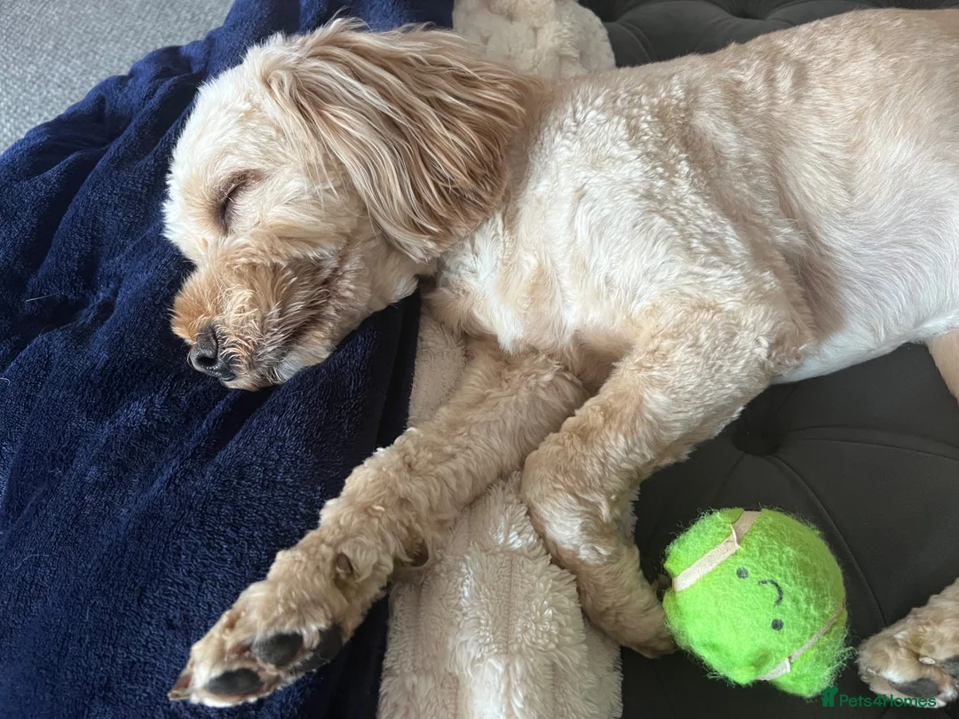 Cockapoo dogs for stud: Rosco - Cockapoo experienced stud in Witham - Advert 2