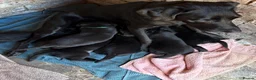 Labrador Retriever dogs for sale: Beautiful black labs KC registered  - Advert 3