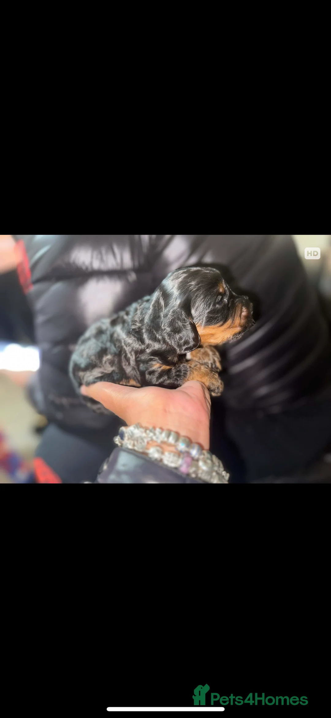 Miniature Poodle dogs for stud:  ⭐️KC PRINCE CHARMING BLUE BOY MINIATURE POODLE⭐️ - Advert 40