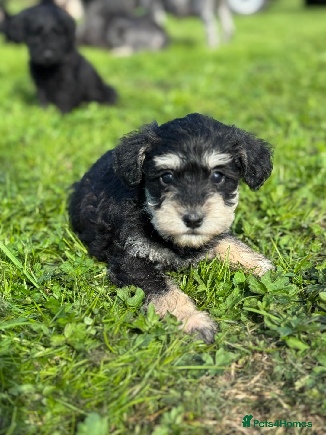 Schnoodle dogs for sale: Stunning Schnoodles, heath tested  - Image 5