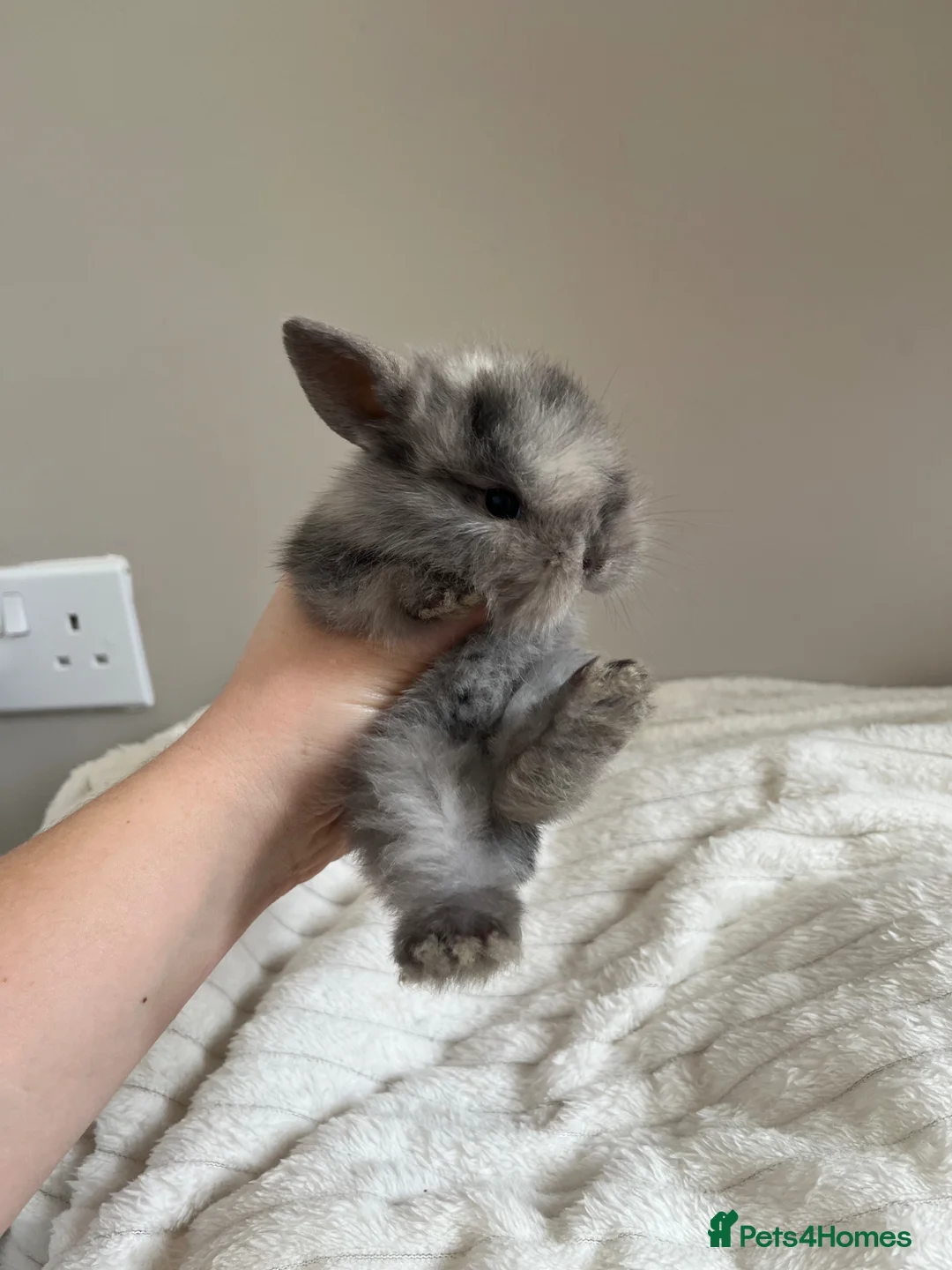 Mini Lop rabbits for sale: Mini lop baby for sale  in Maldon - Advert 1
