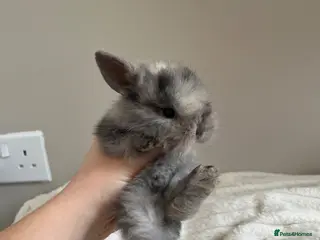 Mini Lop rabbits Mini lop baby for sale - Advert 2