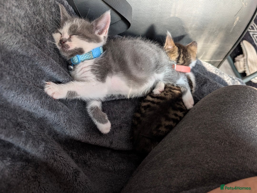 Brazilian Shorthair cats for sale: 2x 13 weeks kittens British shorthair  - Image 7