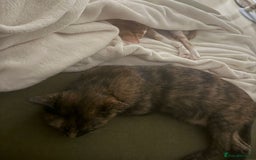 Mixed Breed cats for adoption: ARTI -AFFECTIONATE FUN GIRL SPAYED VACCINATED - Image 6
