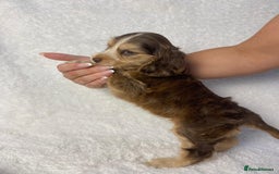 Cocker Spaniel dogs for sale: Show type cocker spaniels  - Image 18