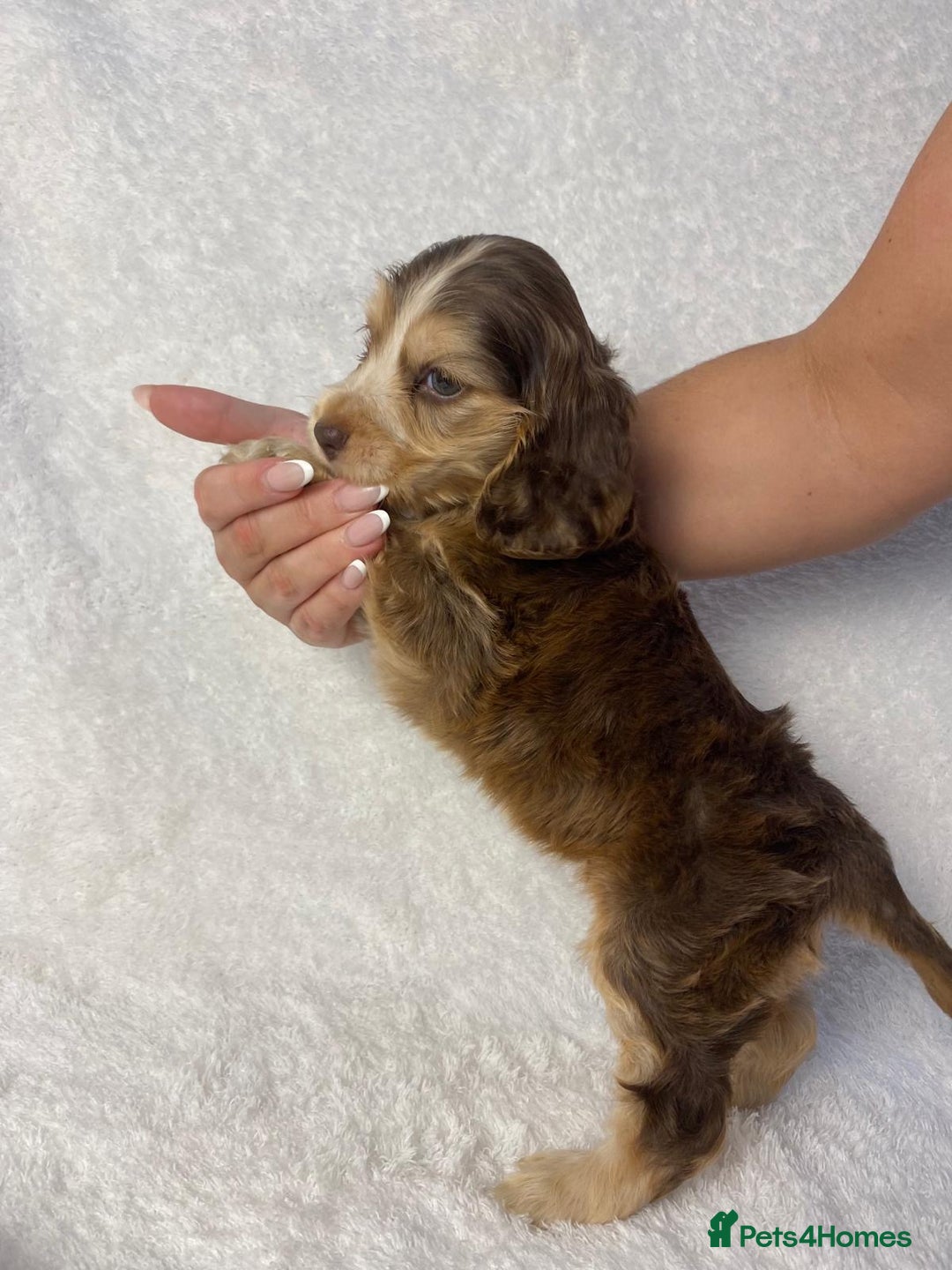 Cocker Spaniel dogs for sale: Show type cocker spaniels  - Image 18