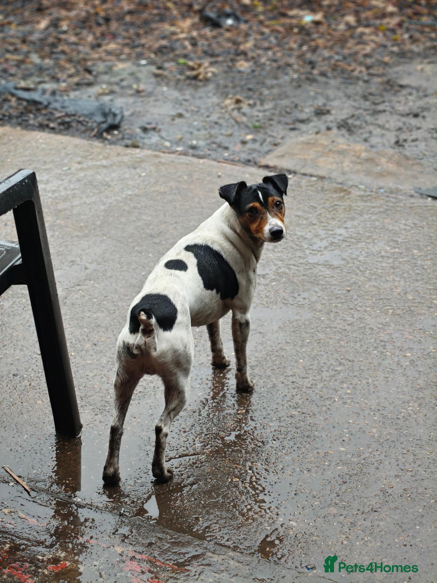 Jack Russell dogs for stud: 2x jack russell for stud - Advert 2