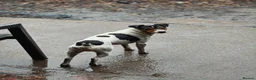 Jack Russell dogs for stud: 2x jack russell for stud in Doncaster - Advert 1